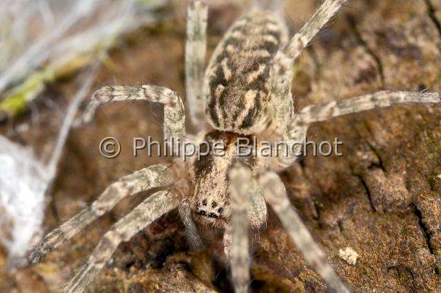Agelenidae_8022.JPG - France, Morbihan (56), Araneae, Agelenidae, Araignée, Agélène à labyrinthe (Agelena labyrinthica), Labyrinth Spider